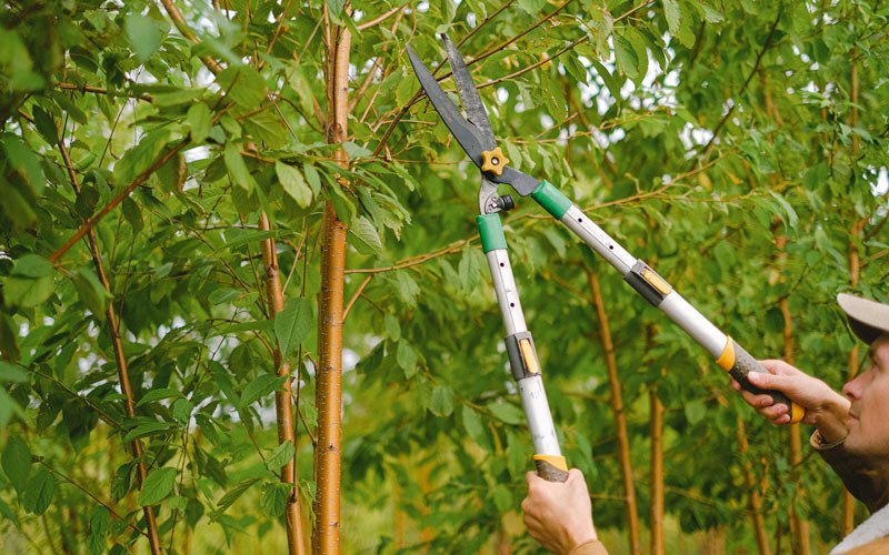 Tree trimming in Manilla, IN