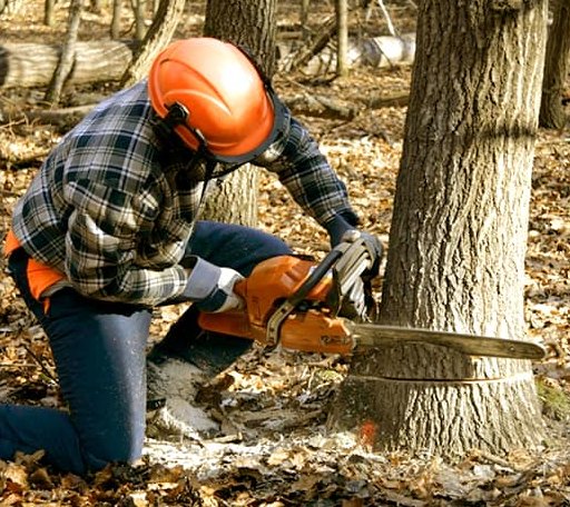 Tree Removal in Manilla, IN